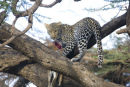 Leopard in tree with kill